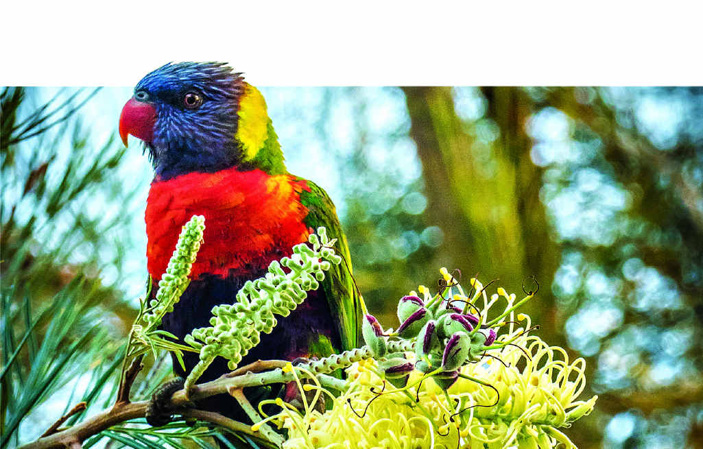 Grevilleas are one of many native plants irresistible to birds like the rainbow lorikeet. Grevilleas are one of many native plants irresistible to birds like the rainbow lorikeet.